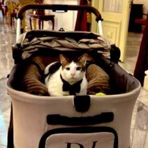 Heboh Kucing Prabowo Si Bobby Kertanegara Dikawal Polisi, Ini Penjelasan Istana