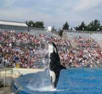 Viral Pelatih Jessica Radcliffe Diserang Paus Orca Hingga Tewas, Begini Kejadiannya