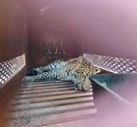 Geger Macan Tutul Masuk Hotel di Bandung, Diduga yang Kabur dari Lembang Park and Zoo