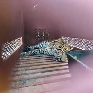 Geger Macan Tutul Masuk Hotel di Bandung, Diduga yang Kabur dari Lembang Park and Zoo
