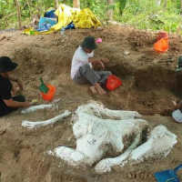 Fosil Gajah Purba Stegodon Ditemukan di Nganjuk, Diduga Berusia Hampir 1 Juta Tahun