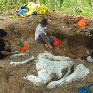 Fosil Gajah Purba Stegodon Ditemukan di Nganjuk, Diduga Berusia Hampir 1 Juta Tahun