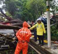 Pohon Tumbang Timpa 5 Mobil di Dharmawangsa Jaksel, 1 Tewas