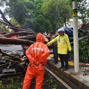Pohon Tumbang Timpa 5 Mobil di Dharmawangsa Jaksel, 1 Tewas