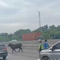Viral 2 Sapi Lepas di Tol Cikampek: Geruduk Rest Area, Berakhir Disembelih