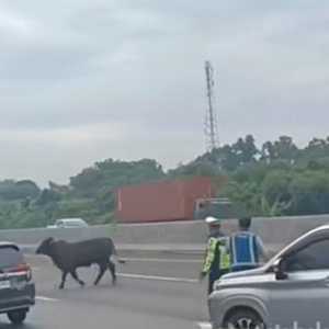 Viral 2 Sapi Lepas di Tol Cikampek: Geruduk Rest Area, Berakhir Disembelih