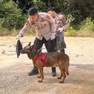 Kisah Reno, Anjing Pelacak Polda Riau Mati Saat Mencari Korban Bencana di Agam Sumbar