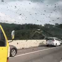 Heboh ribuan tawon serbu pengguna jalan di Tol Cipularang