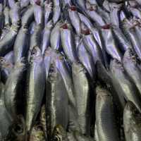 Tips mudah memilih ikan segar untuk dibakar di malam Tahun Baru 2026