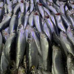 Tips mudah memilih ikan segar untuk dibakar di malam Tahun Baru 2026