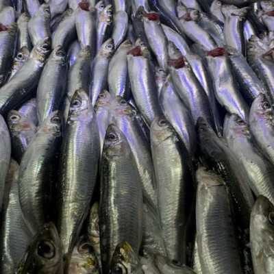 Tips mudah memilih ikan segar untuk dibakar di malam Tahun Baru 2026