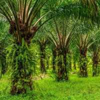 Prabowo sebut kelapa sawit adalah tanaman ajaib: semua pemimpin negara minta ke saya