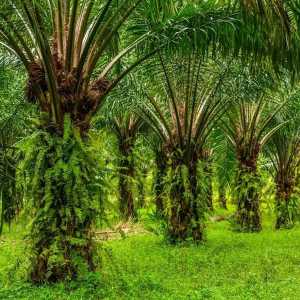 Prabowo sebut kelapa sawit adalah tanaman ajaib: semua pemimpin negara minta ke saya