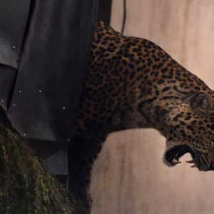 Macan tutul masuk desa di Bandung, 2 warga jadi korban