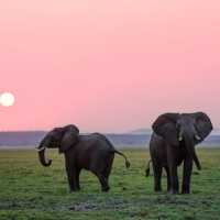 Atraksi tunggang gajah resmi dilarang!