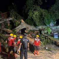 Pohon beringin keramat berusia 300 Tahun di Ubud Bali tumbang
