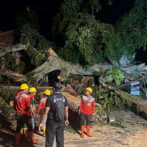 Pohon beringin keramat berusia 300 Tahun di Ubud Bali tumbang
