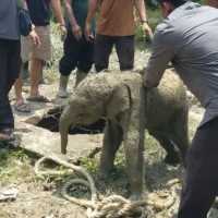 Gajah di Riau ngamuk rusak mes perusahaan usai anaknya masuk septic tank