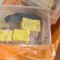 Viral menu MBG lele mentah dan masih hidup di Pamekasan, BGN beri penjelasan