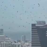 Ribuan burung gagak serbu langit Tel Aviv Israel, ada apa?