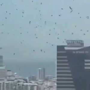 Ribuan burung gagak serbu langit Tel Aviv Israel, ada apa?