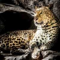 Heboh macan tutul di pemukiman warga di Puncak Bogor diduga lepas dari Taman Safari