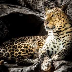 Heboh macan tutul di pemukiman warga di Puncak Bogor diduga lepas dari Taman Safari