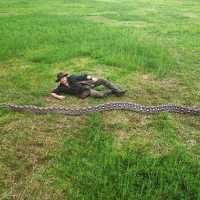 Sanca di Maros Sulsel pecahkan rekor dunia jadi ular terpanjang sejagat