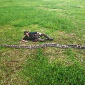 Sanca di Maros Sulsel pecahkan rekor dunia jadi ular terpanjang sejagat