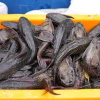 6,9 Ton ikan sapu-sapu dibasmi dari Jakarta dalam sehari