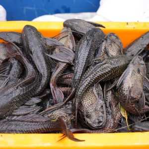 6,9 Ton ikan sapu-sapu dibasmi dari Jakarta dalam sehari