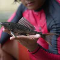 Pakar IPB ungkap cara ampuh berantas ikan sapu-sapu di sungai Jakarta