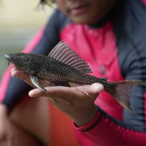 Pakar IPB ungkap cara ampuh berantas ikan sapu-sapu di sungai Jakarta
