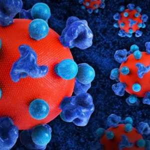 Hantavirus tengah merebak: apa penyebab, bagaimana penyebarannya, seberapa bahayanya?