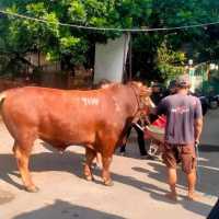 Ternyata Seskab Teddy kirim sapi kurban 1,1 ton TIW ke masjid dekat rumah Amien Rais