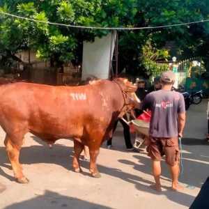 Ternyata Seskab Teddy kirim sapi kurban 1,1 ton TIW ke masjid dekat rumah Amien Rais