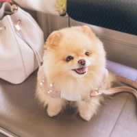 Viral pengunjung Dog Cafe diduga lecehkan anjing, polisi turun tangan