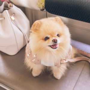 Viral pengunjung Dog Cafe diduga lecehkan anjing, polisi turun tangan