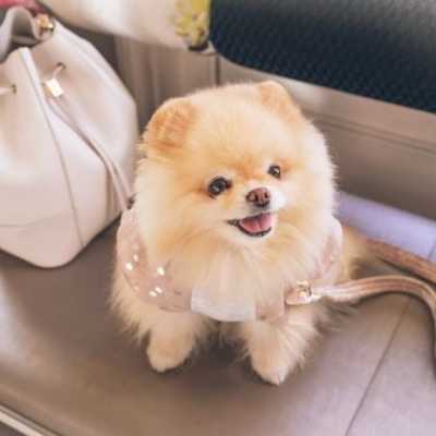 Viral pengunjung Dog Cafe diduga lecehkan anjing, polisi turun tangan