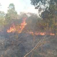 Taman Nasional Way Kambas Lampung terbakar