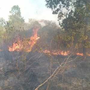 Taman Nasional Way Kambas Lampung terbakar