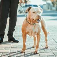 Lepas dari ikatan, anjing pitbull gigit bocah 9 tahun hingga luka parah di Bandung