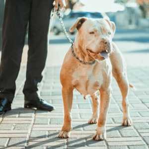 Lepas dari ikatan, anjing pitbull gigit bocah 9 tahun hingga luka parah di Bandung