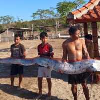 Ikan 'Kiamat' Roarfish ditemukan mati terdampar di Pantai Pink Lombok