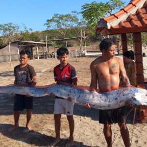 Ikan 'Kiamat' Roarfish ditemukan mati terdampar di Pantai Pink Lombok
