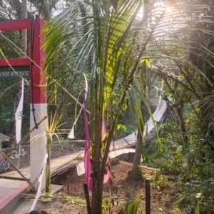 Jembatan Gantung Pongpet di Pangandaran ambruk saat diresmikan, pejabat berjatuhan