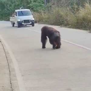 Orangutan di Kutai Timur mondar-mandir cari makan di jalan gegara habitatnya terbakar