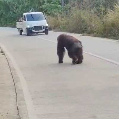 Orangutan di Kutai Timur mondar-mandir cari makan di jalan gegara habitatnya terbakar